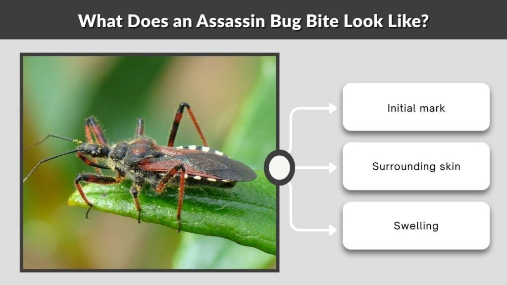 What Does an Assassin Bug Bite Look Like?