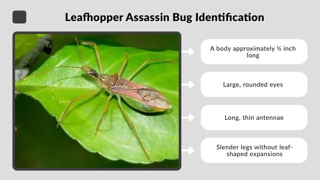 Leafhopper Assassin Bug Identification