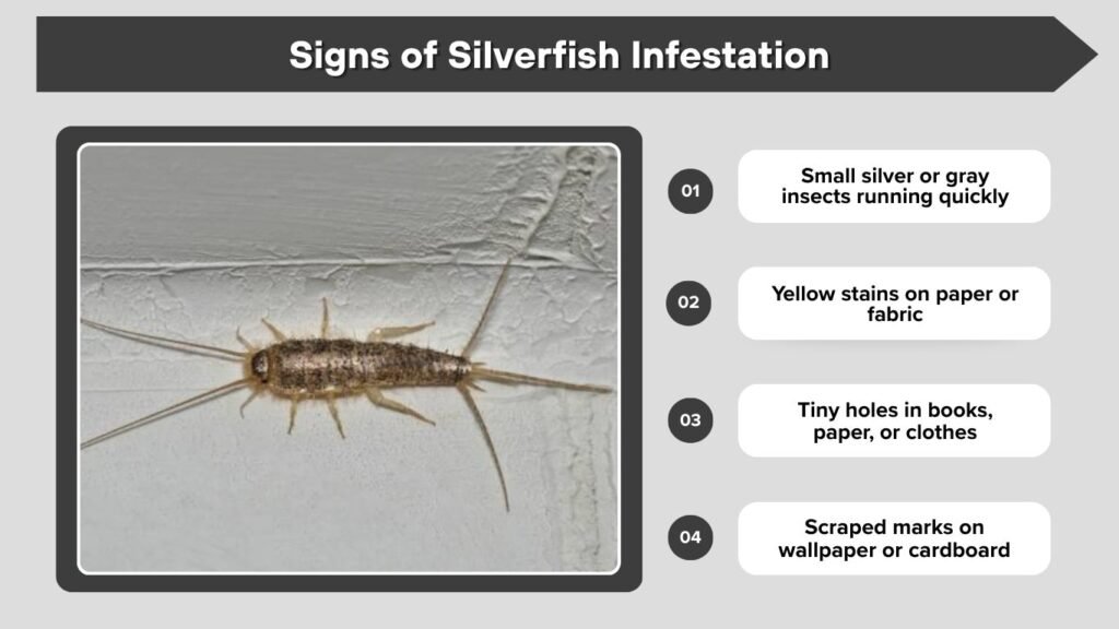 Signs of Silverfish Infestation