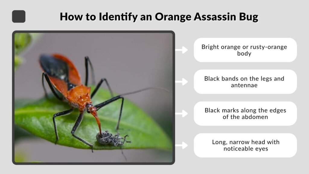 How to Identify an Orange Assassin Bug