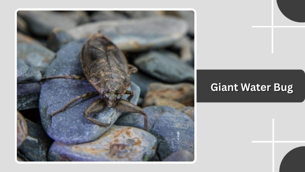 Giant Water Bug