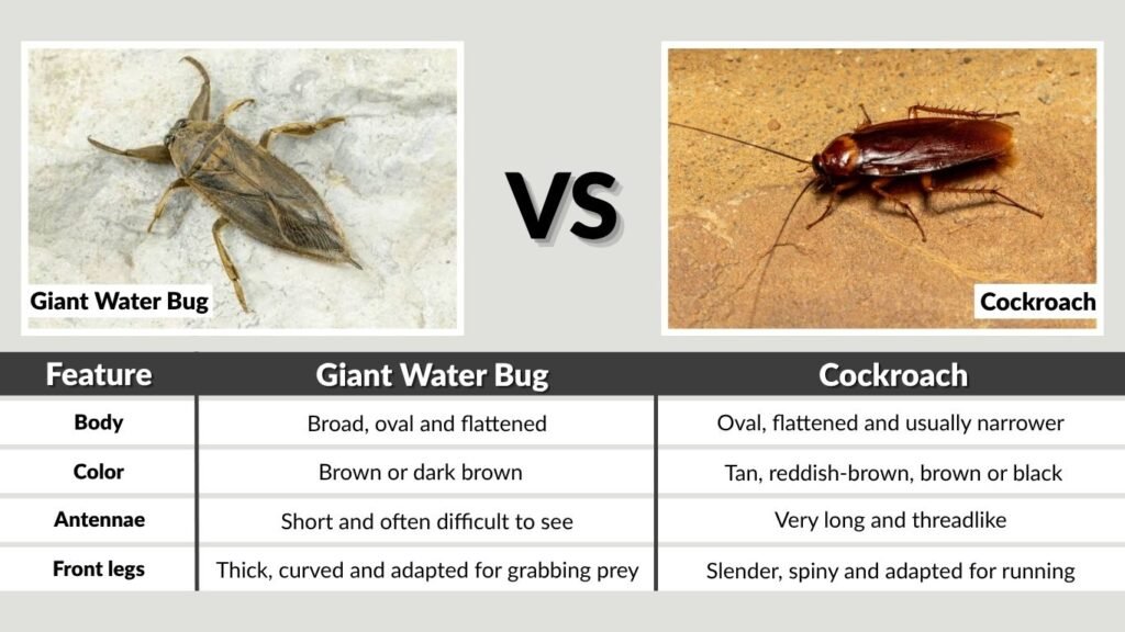 What Does a Water Bug Look Like?