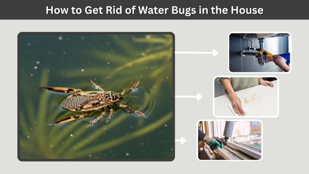 How to Get Rid of Water Bugs in the House