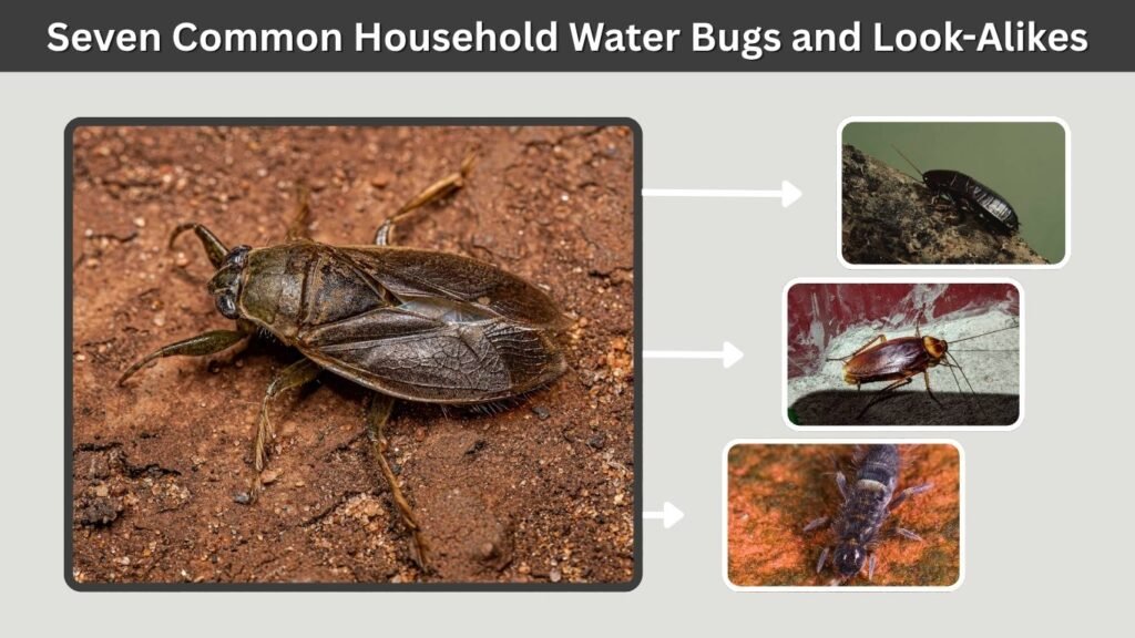 Seven Common Household Water Bugs and Look-Alikes