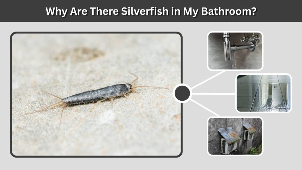 Why Are There Silverfish in My Bathroom?