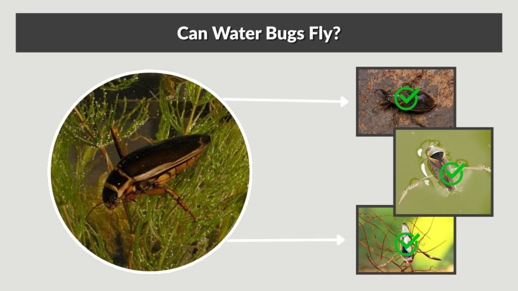 Can Water Bugs Fly?