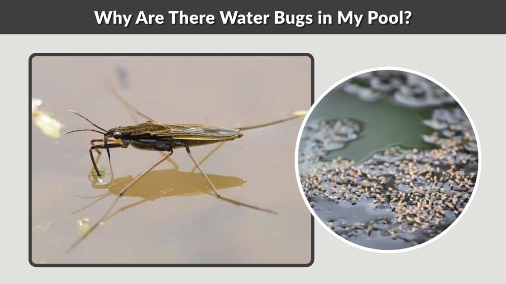 Why Are There Water Bugs in My Pool?