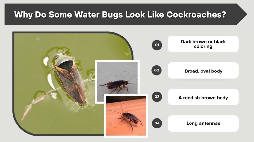 Why Do Some Water Bugs Look Like Cockroaches?