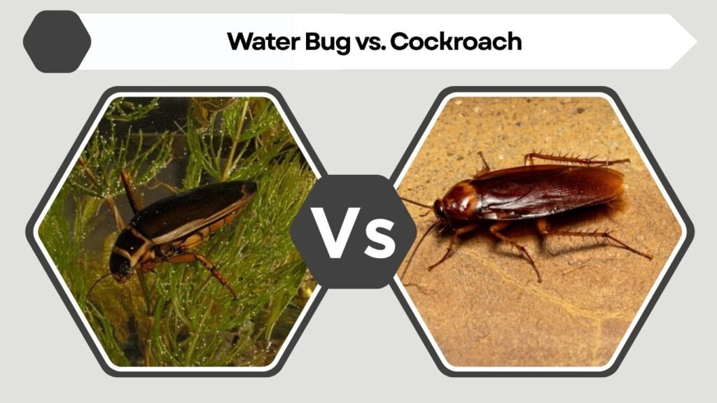 Water Bug vs. Cockroach