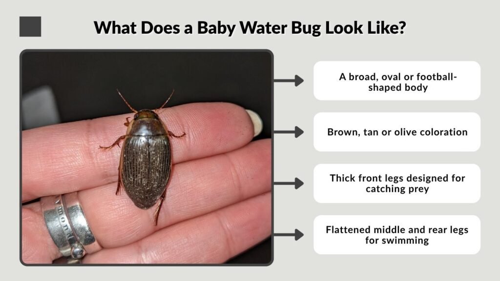 What Does a Baby Water Bug Look Like?