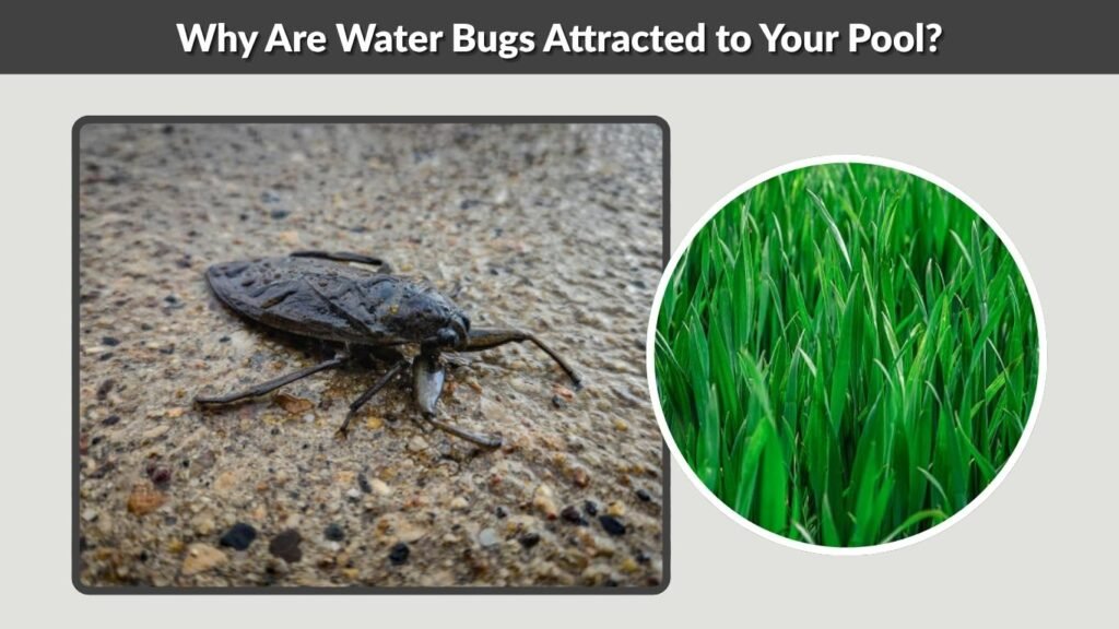 Why Are Water Bugs Attracted to Your Pool?