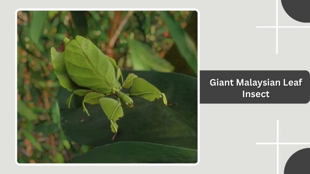 Giant Malaysian Leaf Insect