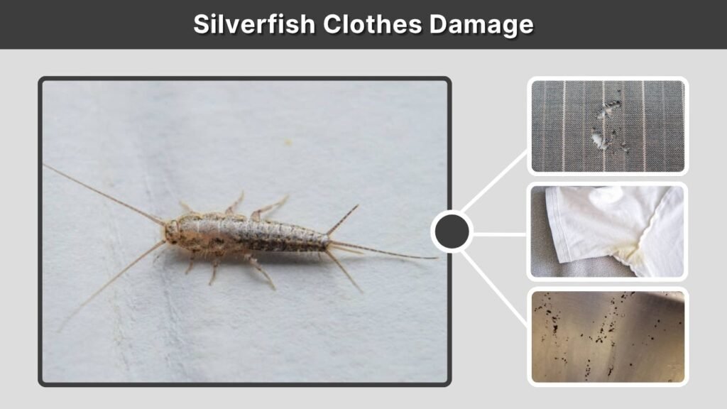 Silverfish Clothes Damage