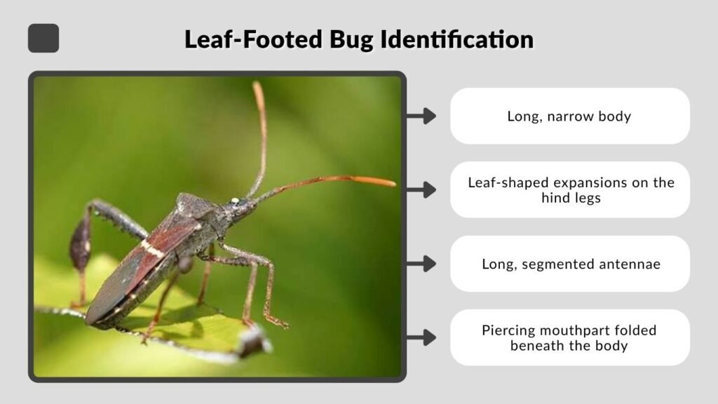 Leaf-Footed Bug Identification