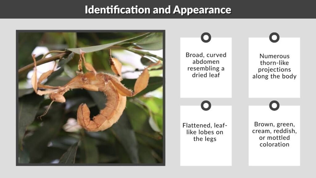 Identification and Appearance