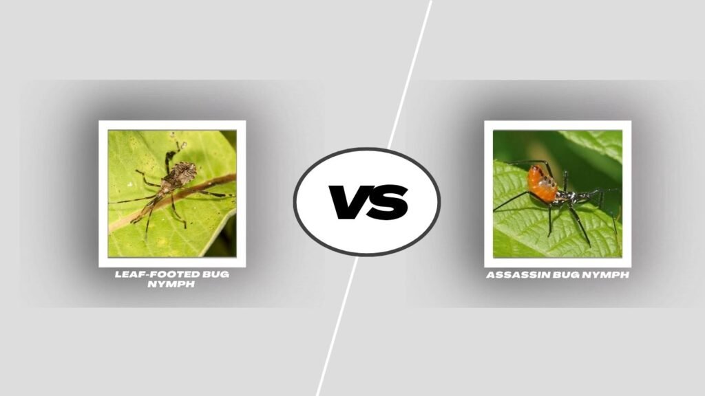 Leaf-Footed Bug Nymph vs. Assassin Bug Nymph