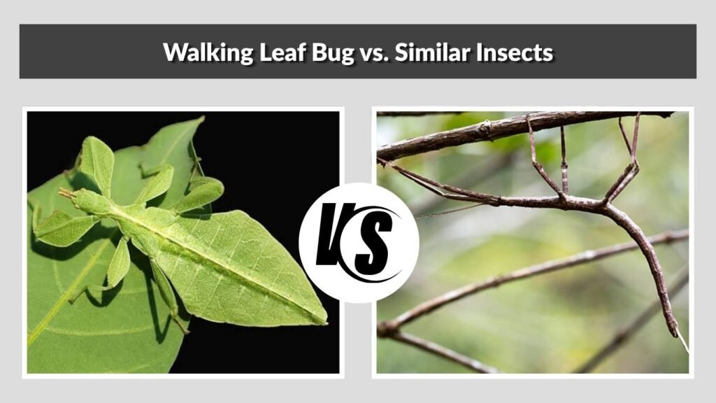 Walking Leaf Bug vs. Similar Insects