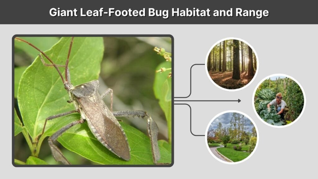 Giant Leaf-Footed Bug Habitat and Range