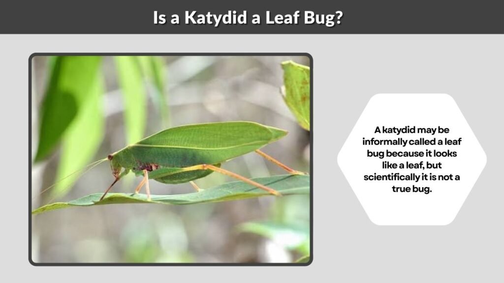 Is a Katydid a Leaf Bug?