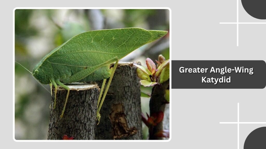 Greater Angle-Wing Katydid