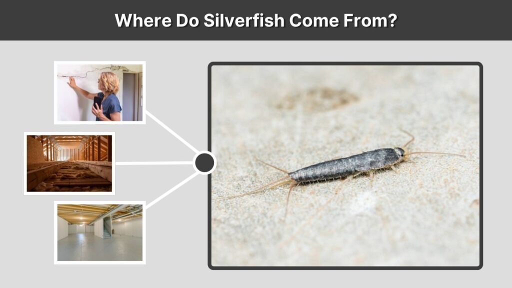 Where Do Silverfish Come From?