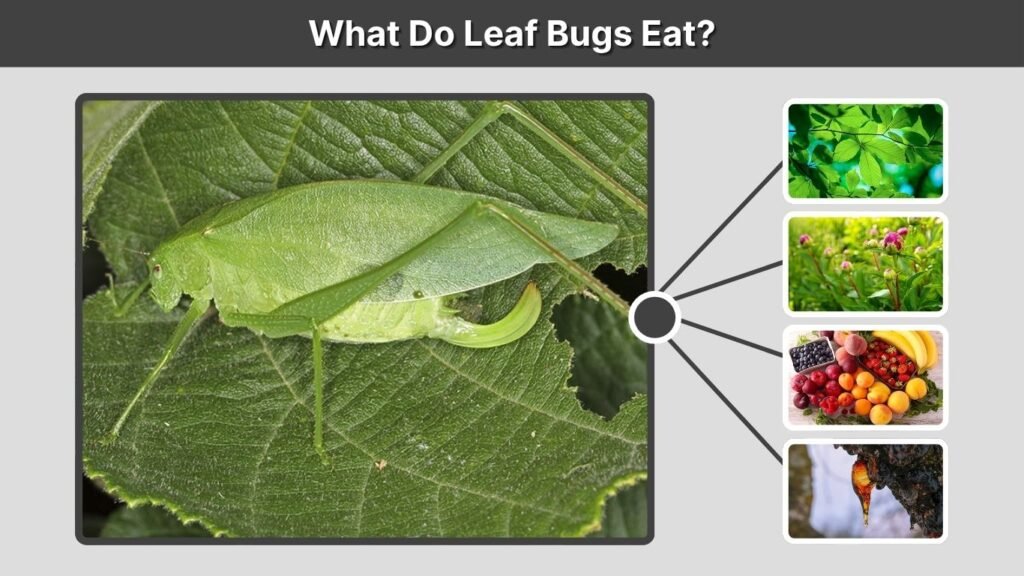 What Do Leaf Bugs Eat?