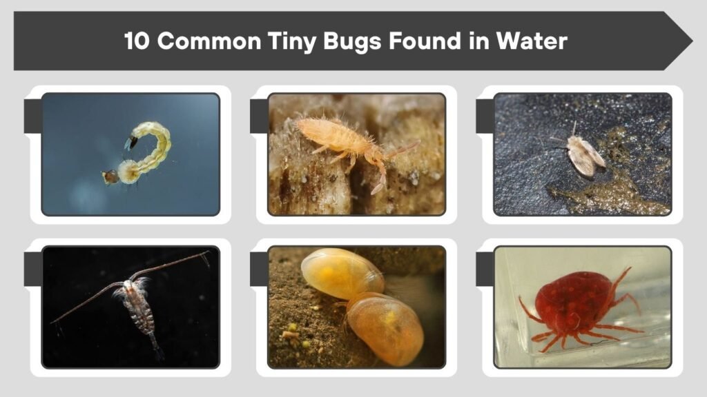10 Common Tiny Bugs Found in Water