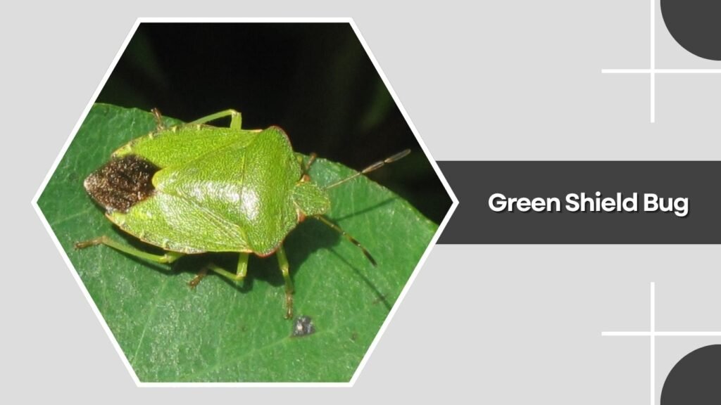 Green Shield Bug