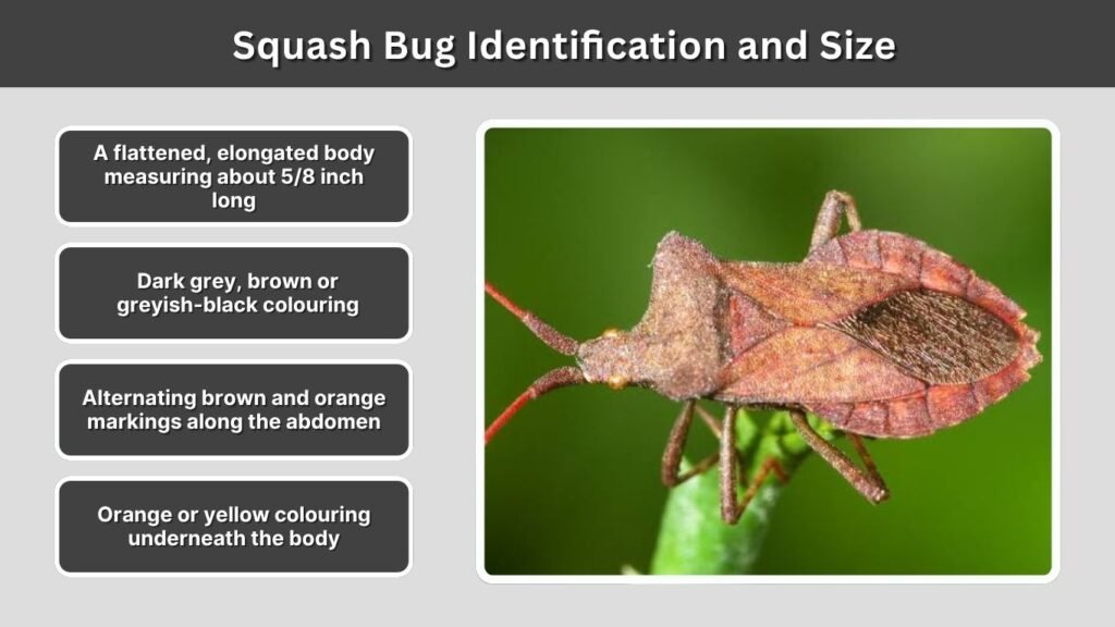 Squash Bug Identification and Size