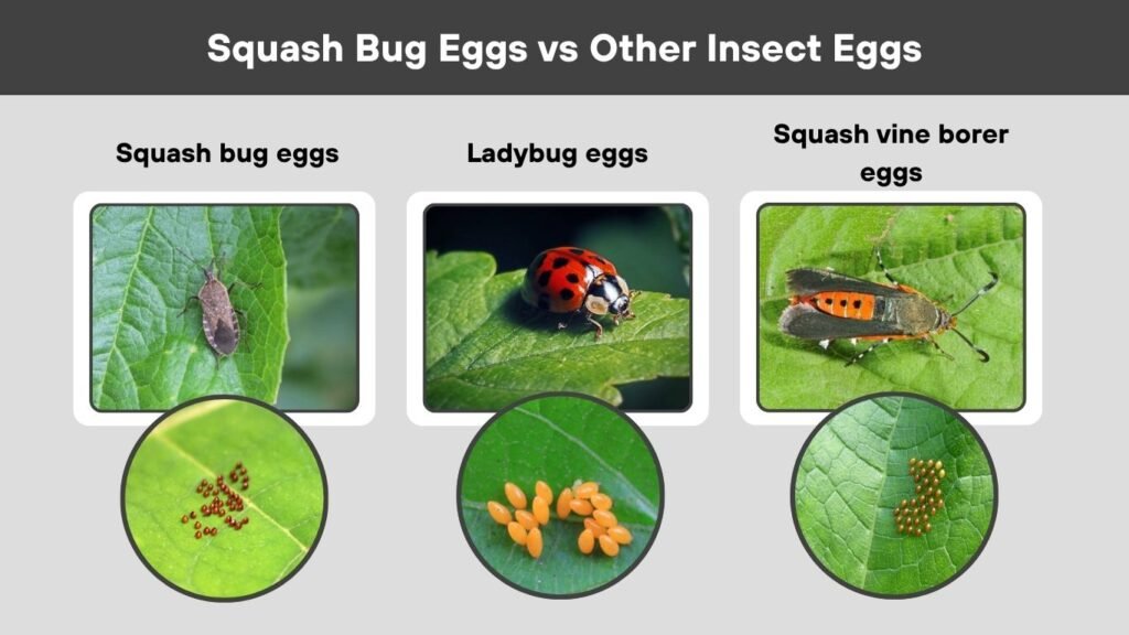 Squash Bug Eggs vs Other Insect Eggs