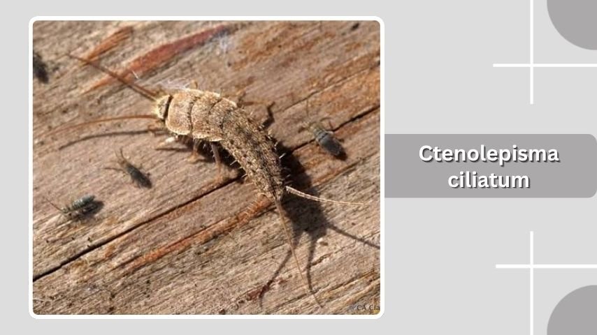 Ctenolepisma ciliatum
