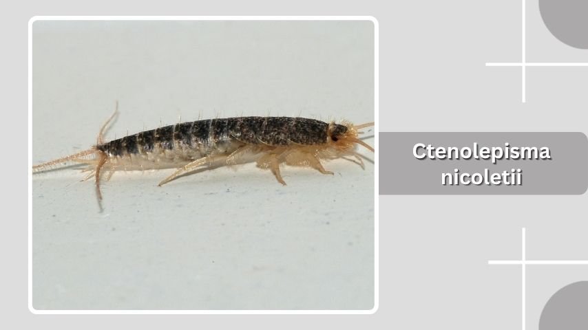 Ctenolepisma nicoletii