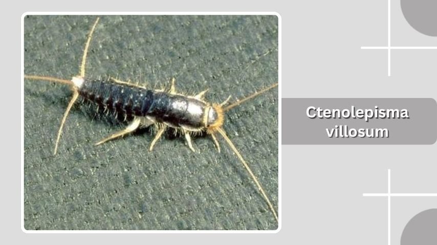Ctenolepisma villosum