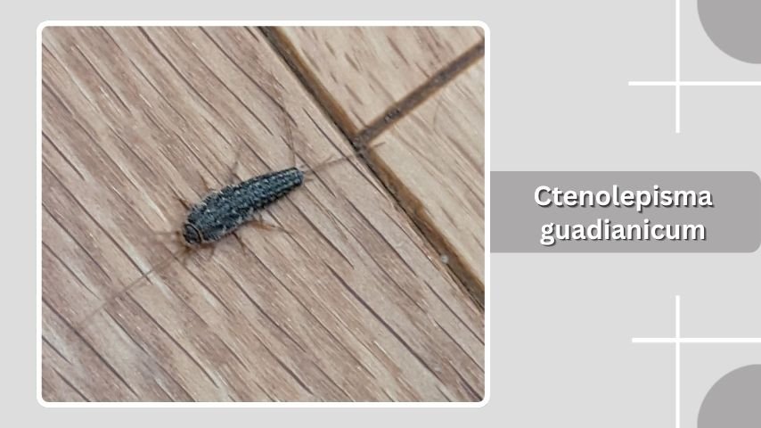 Ctenolepisma guadianicum
