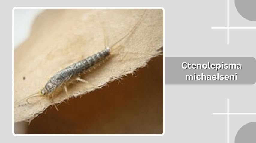 Ctenolepisma michaelseni