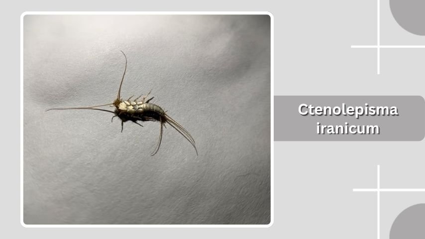 Ctenolepisma iranicum