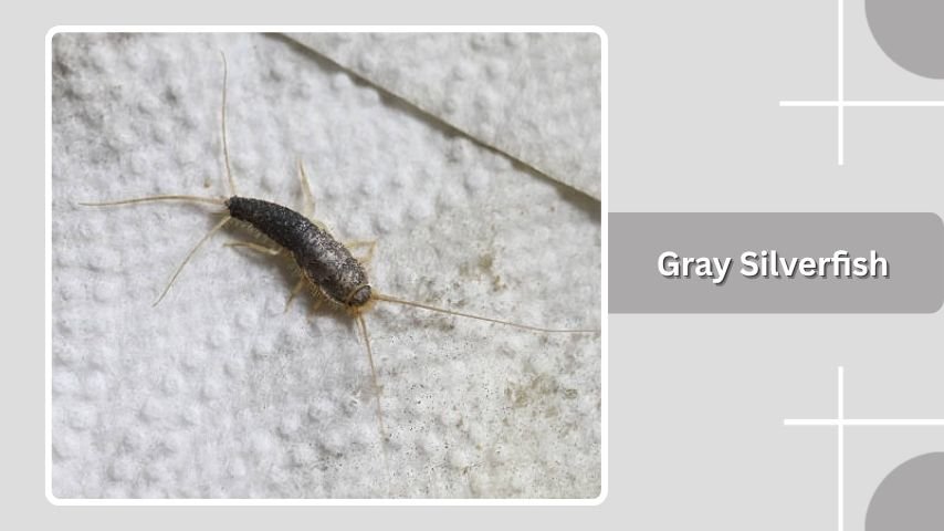 Gray Silverfish