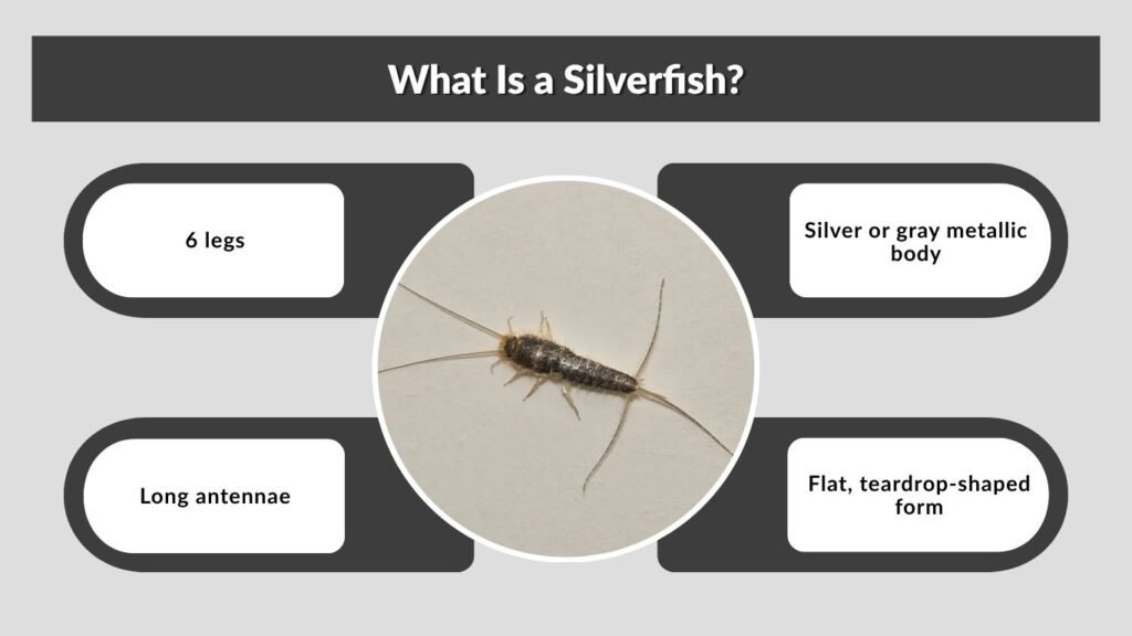What Is a Silverfish?