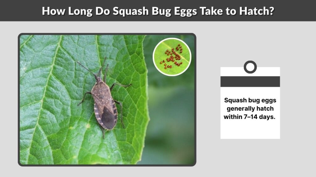 How Long Do Squash Bug Eggs Take to Hatch?