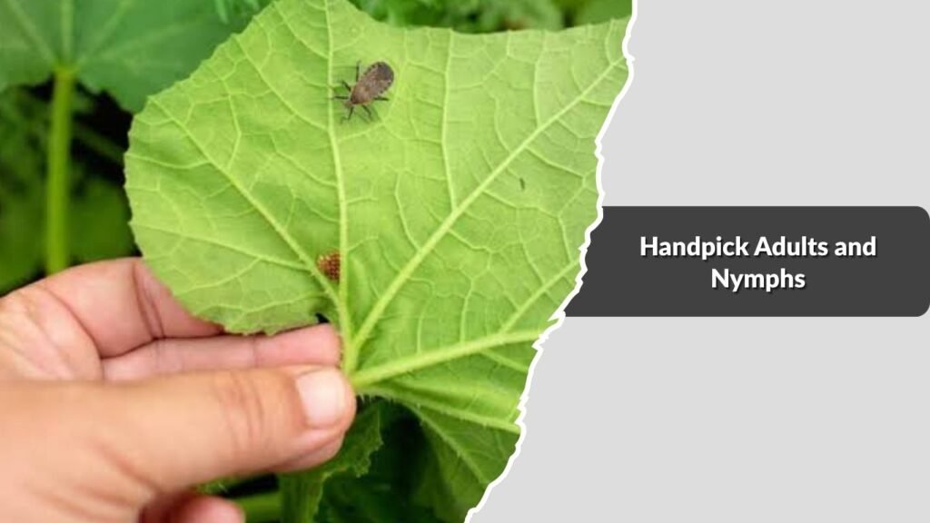 Handpick Adults and Nymphs