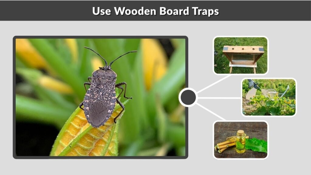 Use Wooden Board Traps