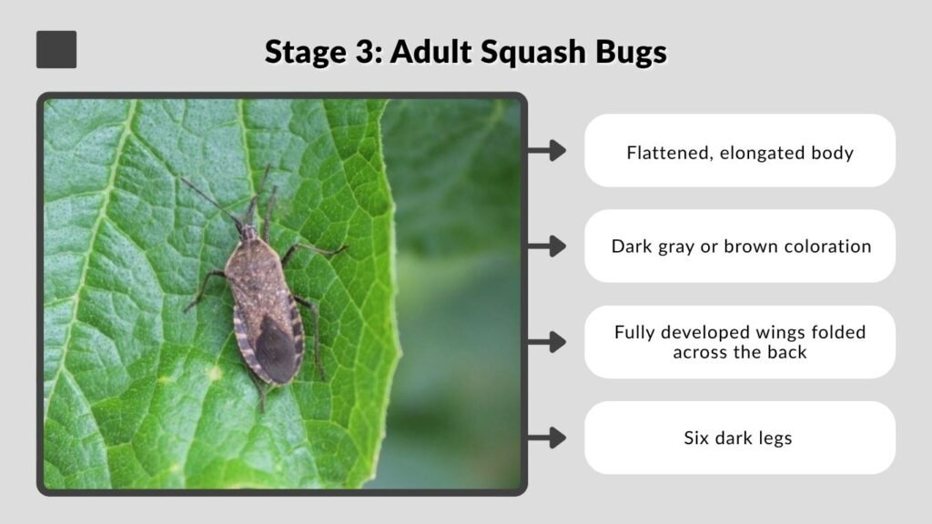 Stage 3: Adult Squash Bugs