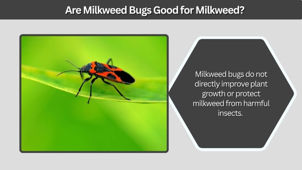Are Milkweed Bugs Good for Milkweed?