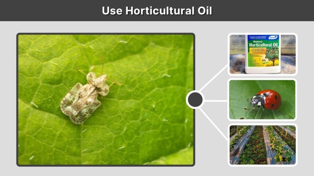 Use Horticultural Oil