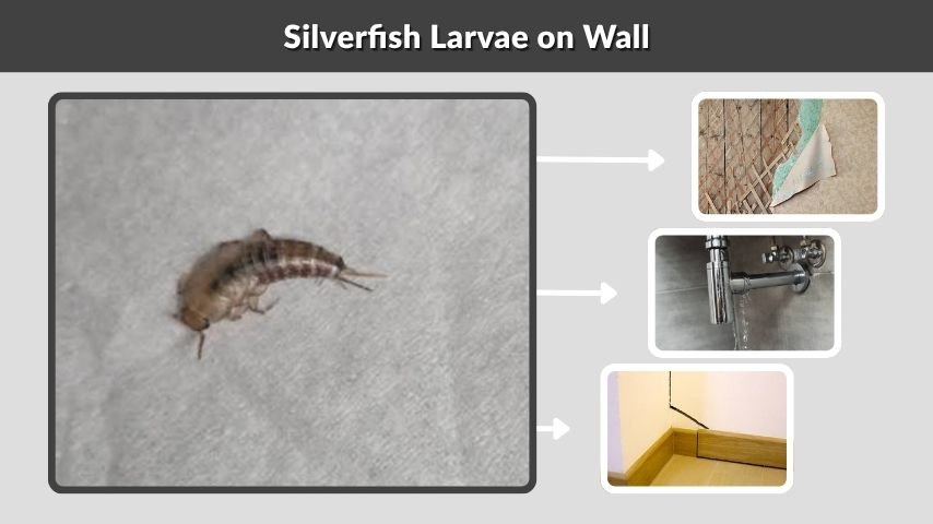 Silverfish Larvae on Wall