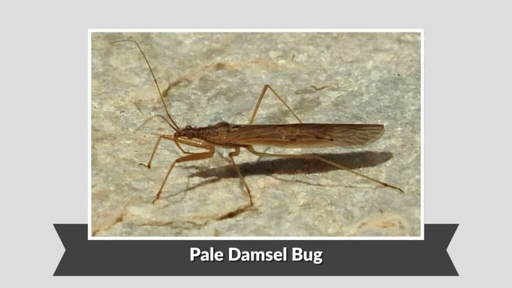 Pale Damsel Bug