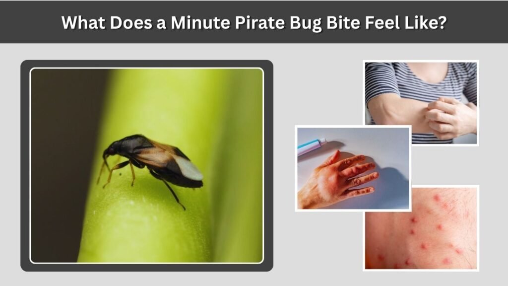 What Does a Minute Pirate Bug Bite Feel Like?