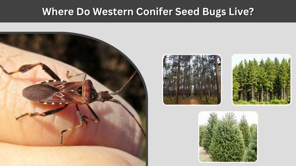 Where Do Western Conifer Seed Bugs Live?