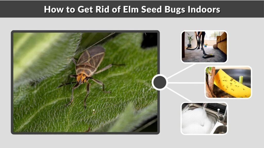 How to Get Rid of Elm Seed Bugs Indoors