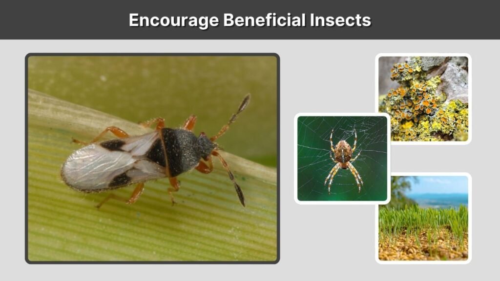 Encourage Beneficial Insects